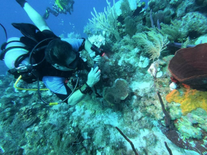 Stony coral tissue Loss Disease diver inspection