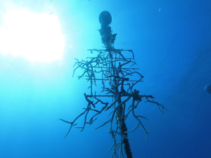 Coral tree